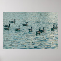 Patos Pacíficos na Fotografia de Água Poster