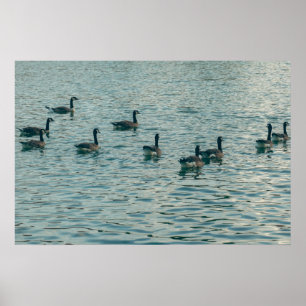 Patos Pacíficos na Fotografia de Água Poster