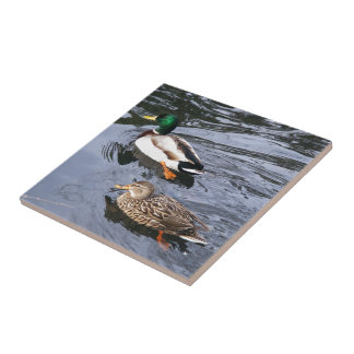 Patos selvagens