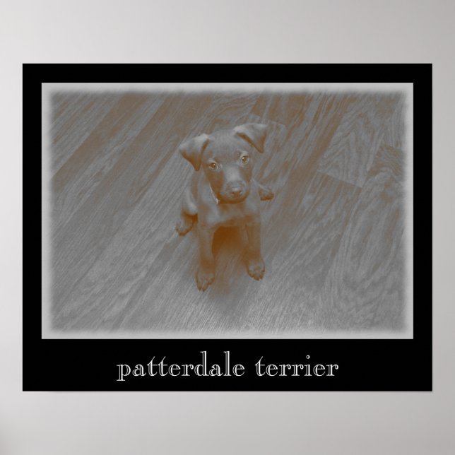 Patterdale Terrier Aged Fotografia Poster (Frente)