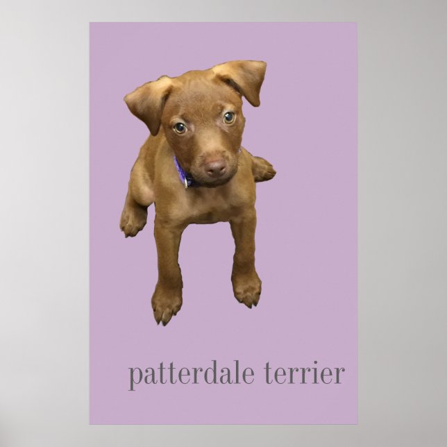 Patterdale Terrier Puppy Poster (Frente)