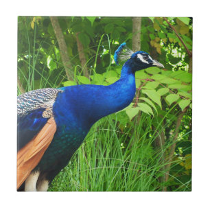 Pavão