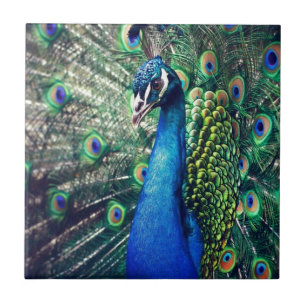 pavão