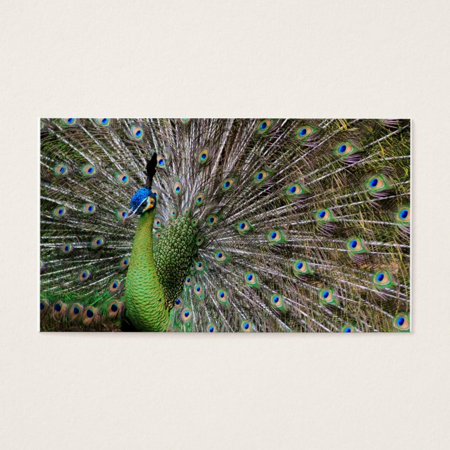 Pavão (Frente)