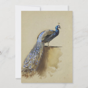 Pavão Archibald Thorburn