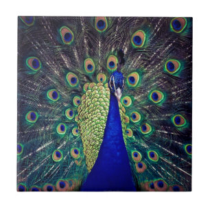 Pavão Azul Cobalto