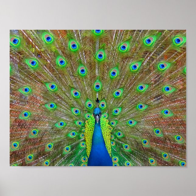 Pavão Azul nº 3 Poster (Frente)