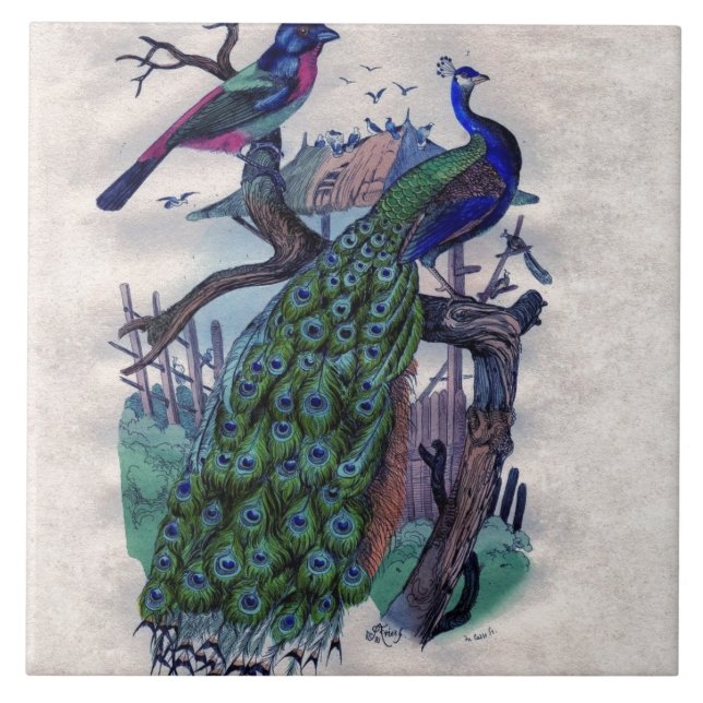 Pavão bonito com pássaro (Frente)