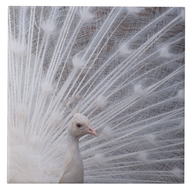 Pavão branco (Frente)