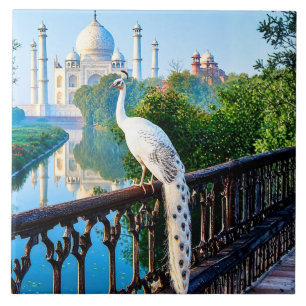 Pavão Branco com Vista para o Taj Mahal