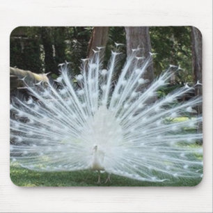 Pavão branco Mousepad