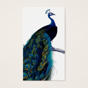 Pavão colorido elegante azul do vintage