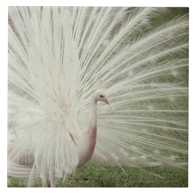 Pavão do albino (Frente)