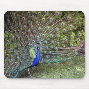 Pavão Mousepad