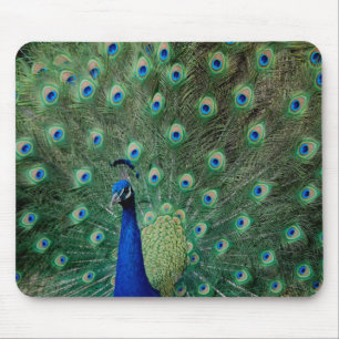 Pavão, mousepad