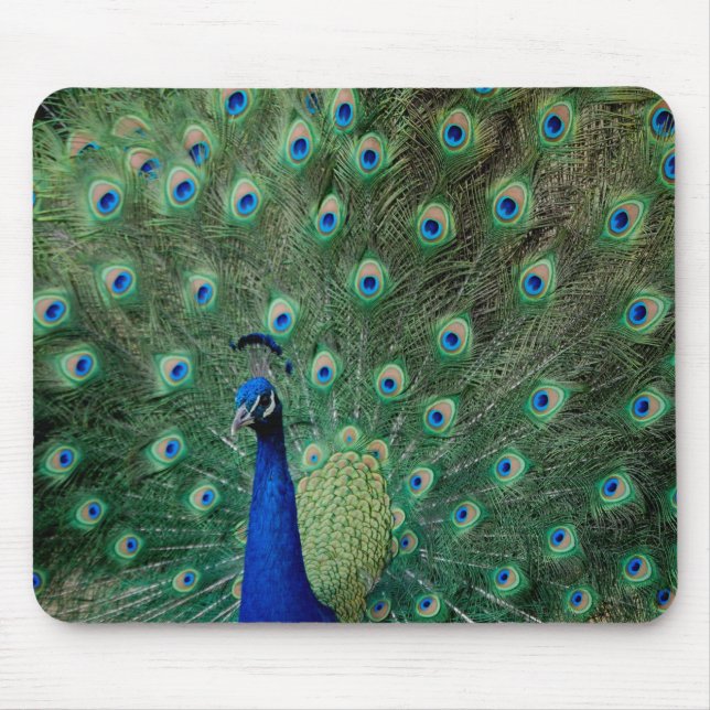 Pavão, mousepad (Frente)