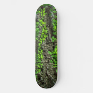 Pavimento de skate da árvore florestal