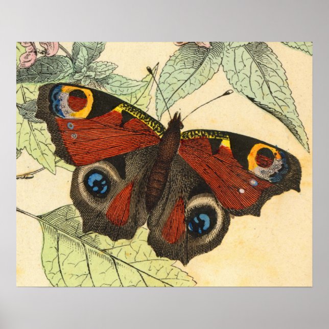Pavock Butterfly - Vintage Art Poster (Frente)