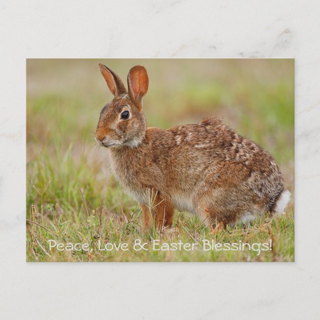 Paz, Amor e Bênçãos Páscoas! Cartão Postal (Frente)