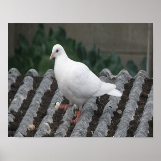 Pé de Pombo - Impressão de Pombo Branco (Frente)