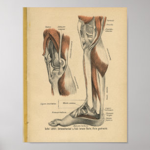 Pé do pé do impressão da anatomia do alemão do
