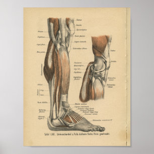 Pé do pé do impressão da anatomia do alemão do