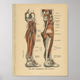 Pé do pé do impressão da anatomia do alemão do