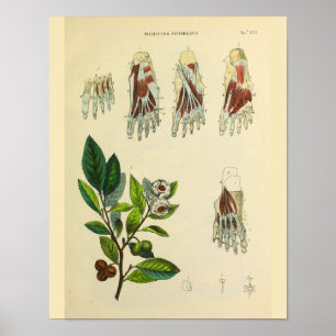 Pé Músculos Ossos Anatomia Vintage Art Impressão