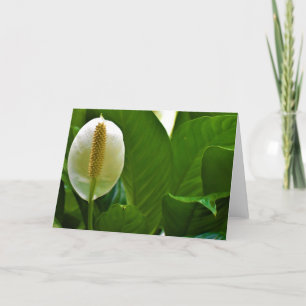 Peace Lily, cartão