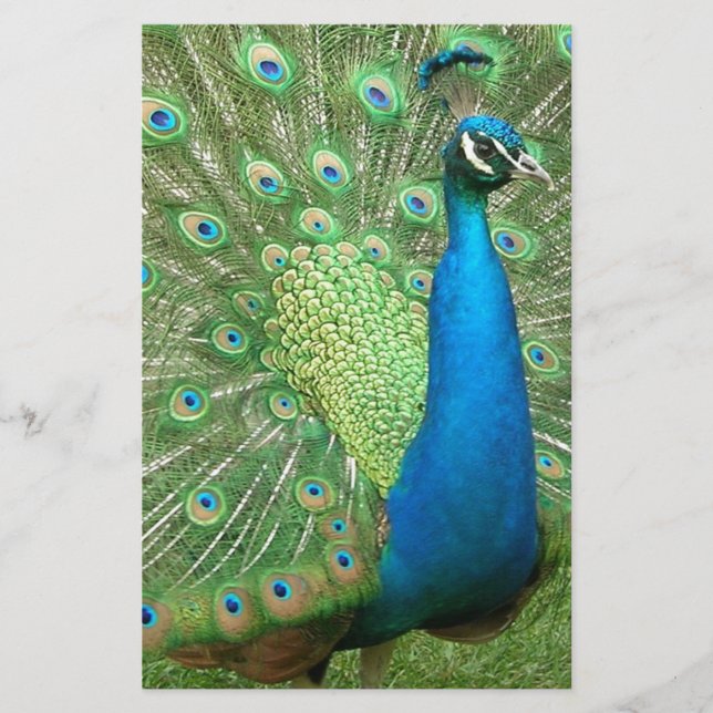 Peacock Arrancando Suas Coisas (Frente)