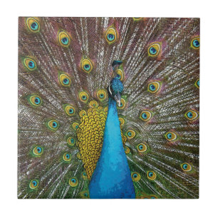 Peacock Art in Jewel Tone Colors