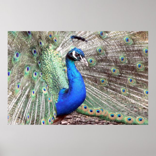 Peacock Bird Photo Nature Wall Poster (Frente)