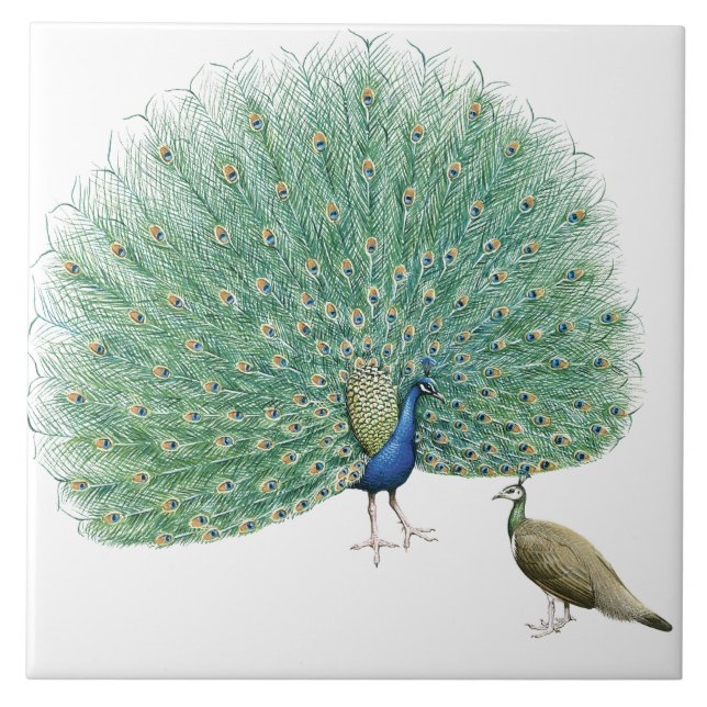 Peacock bonito (Frente)