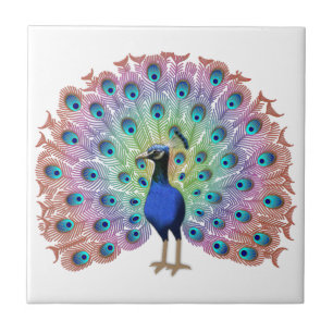 Peacock Colorido