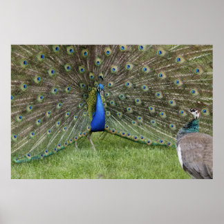 Peacock e Peahen Poster