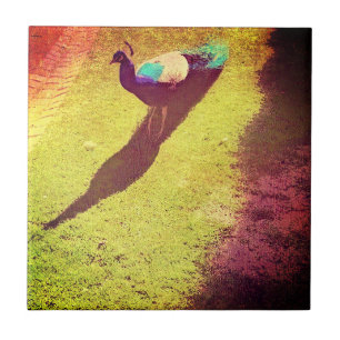 Peacock em desgosto pela grama verde