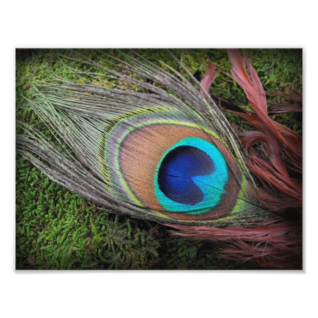 Peacock Feather on Green Moss Fotografia Impressão (Frente)