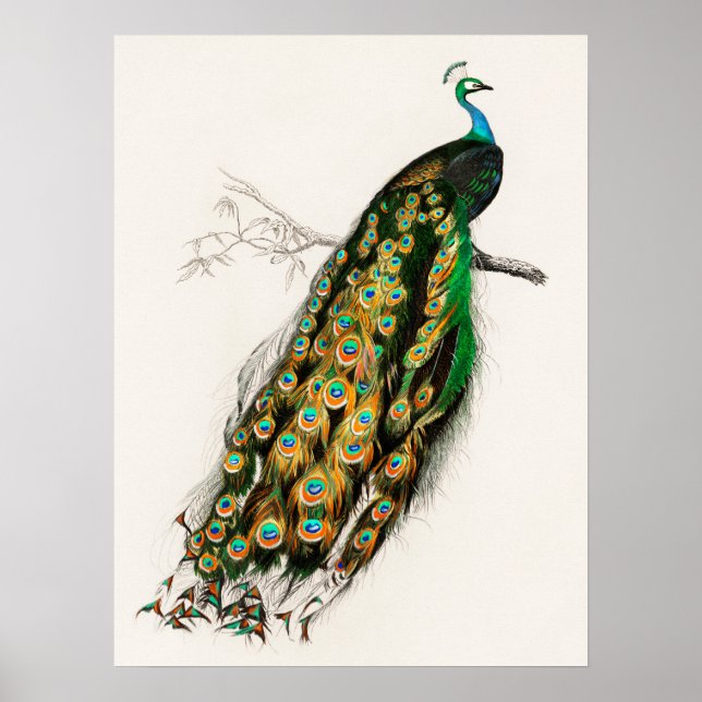 Peacock Illustration Vintage Art Impressão (Frente)