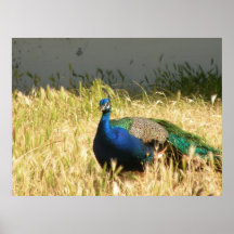 Peacock Impressão