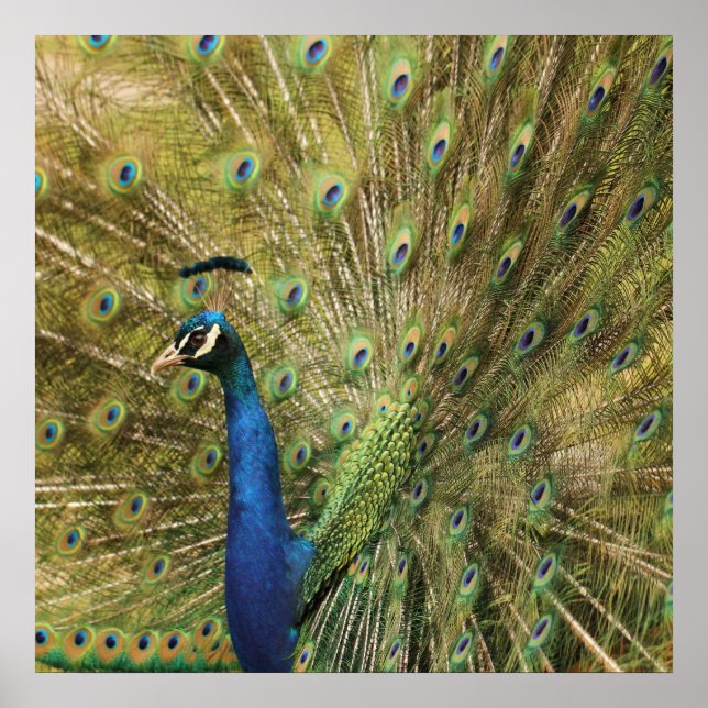 Peacock Impressão (Frente)
