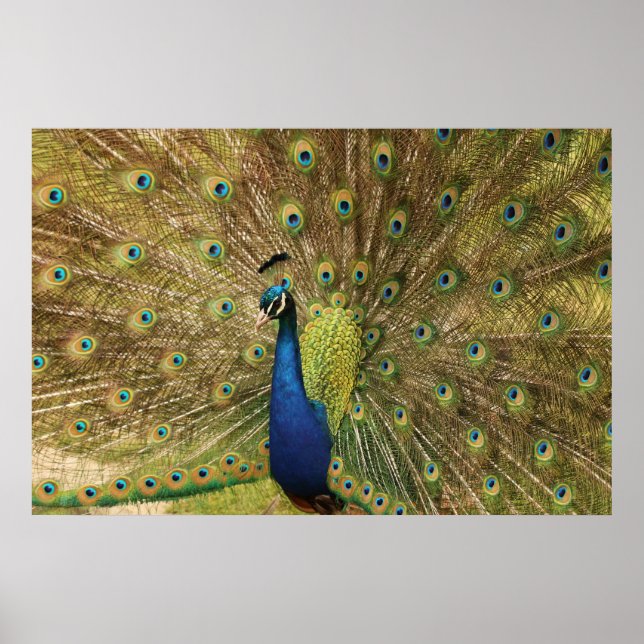 Peacock Impressão (Frente)