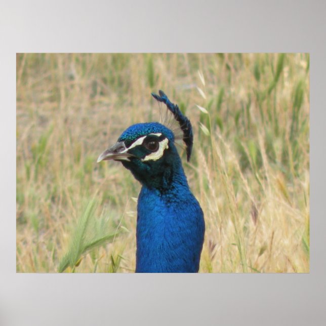 Peacock Impressão (Frente)