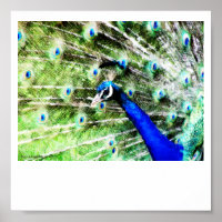 Peacock Impressão