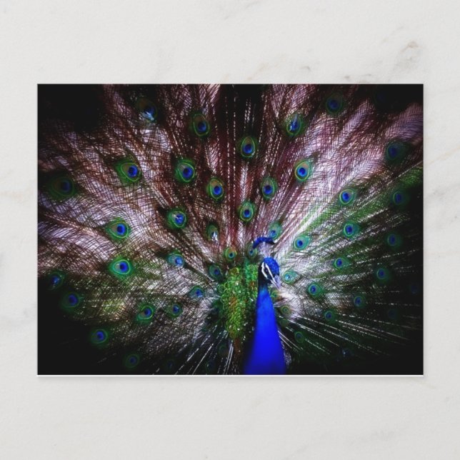Peacock Incrível, Cartão Postal (Frente)