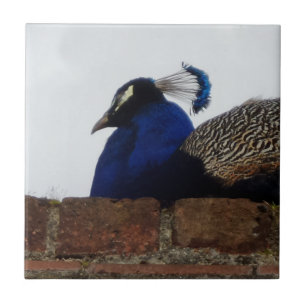 Peacock Pequeno (4,25" x 4,25") Azulejo fotográfic