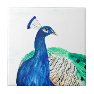 Peacock Pintado Aquarela Cozinha Rústica