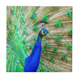 Peacock Plumage