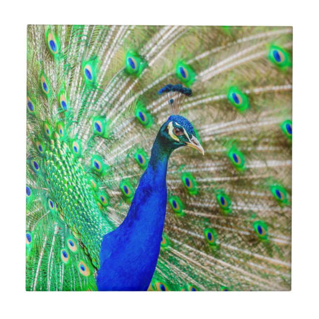 Peacock Plumage (Frente)