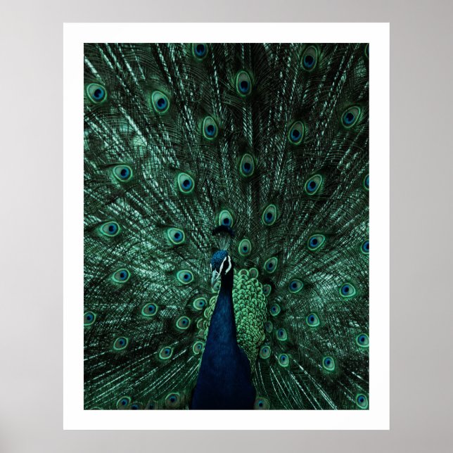 Peacock Poster (Frente)