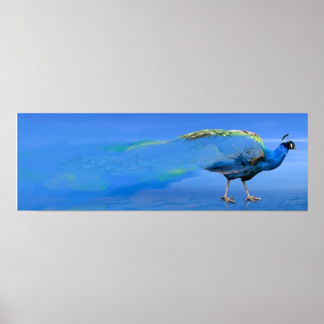 Peacock Poster (Frente)